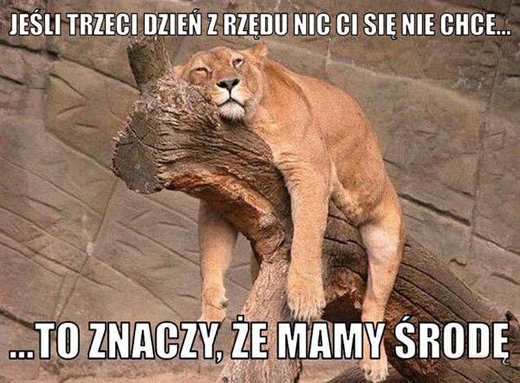dowcipne memy środa dowcipy na środę humor śmieszne obrazki żarty