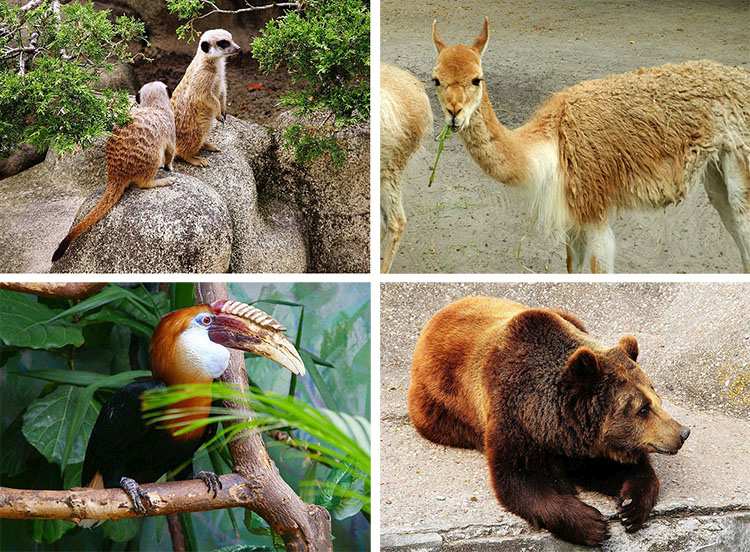 warszawskie ZOO ciekawostki Warszawa ogród zoologiczny zwierzęta