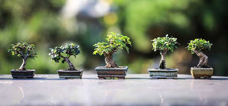bonsai ciekawe hobby ciekawostki kolekcje