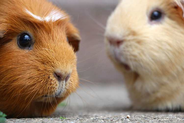 kawia domowa świnka morska ciekawostki