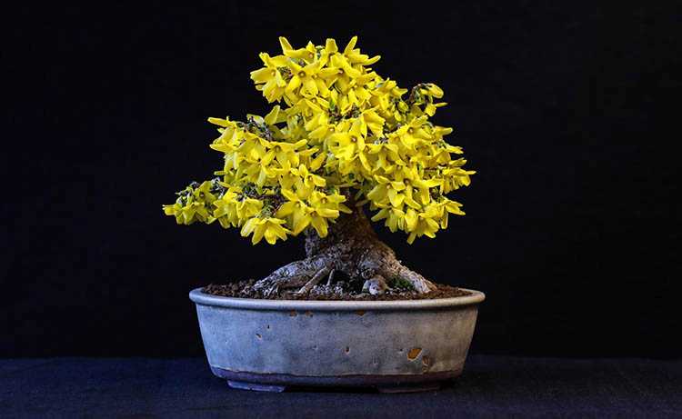 forsycja ciekawostki bonsai kwiaty forsycji