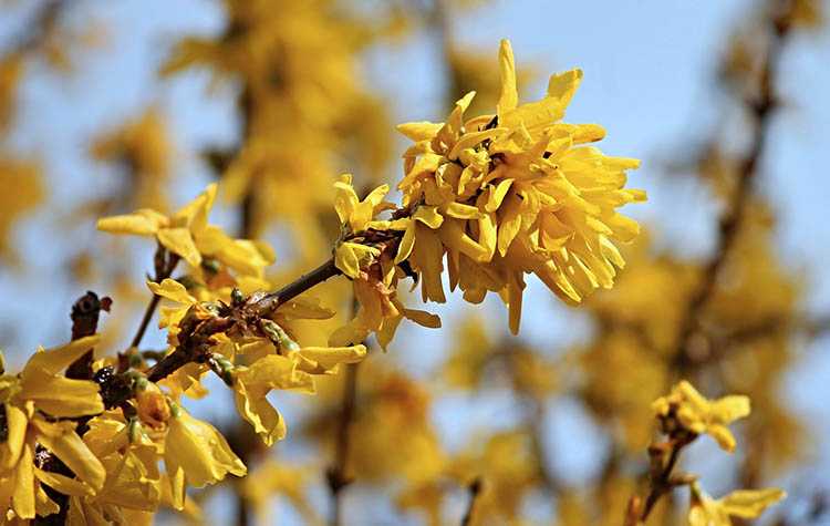 kwiaty forsycji forsycja ciekawostki