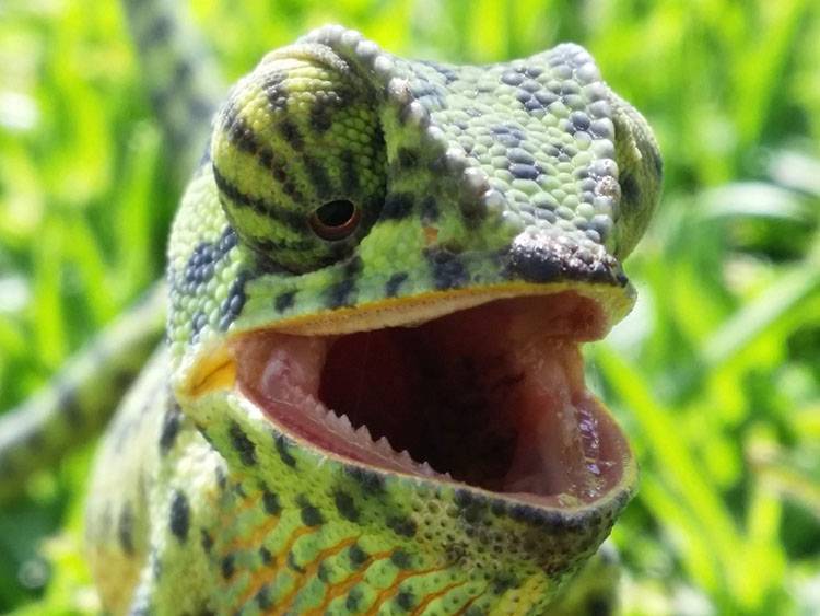 kameleon ciekawostki o kameleonach