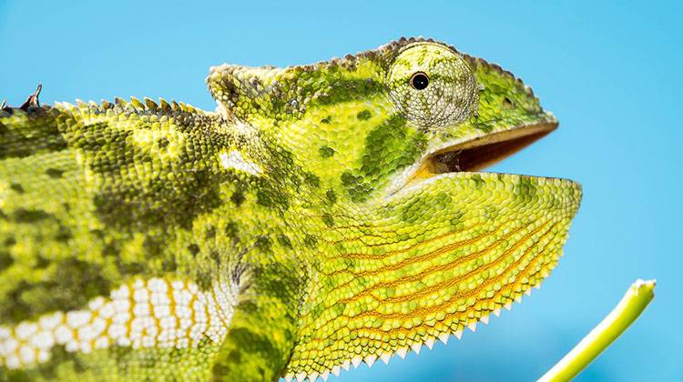 kameleon kameleony