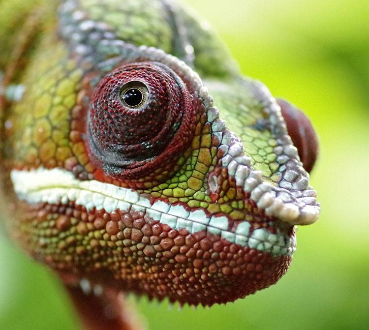 kameleon oko kameleona