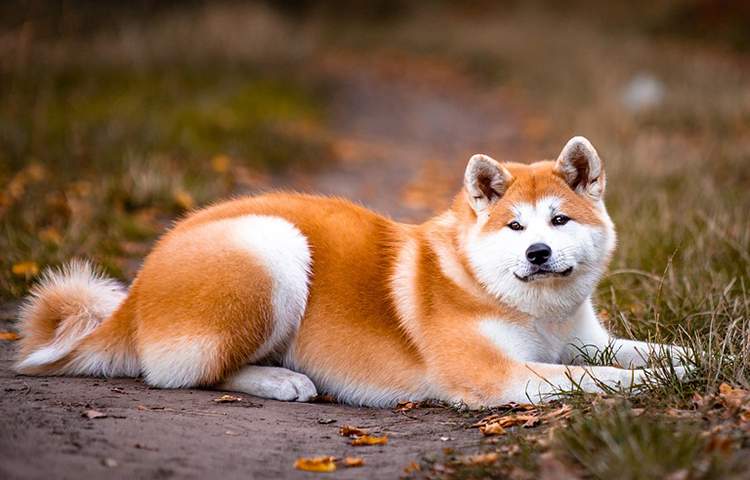 pies akita rasa psa