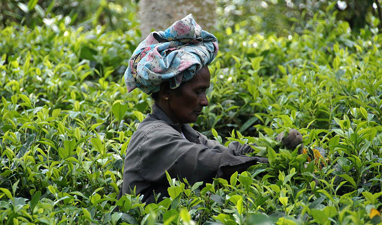 herbata plantacja herbaty Sri Lanka ciekawostki o Sri Lance