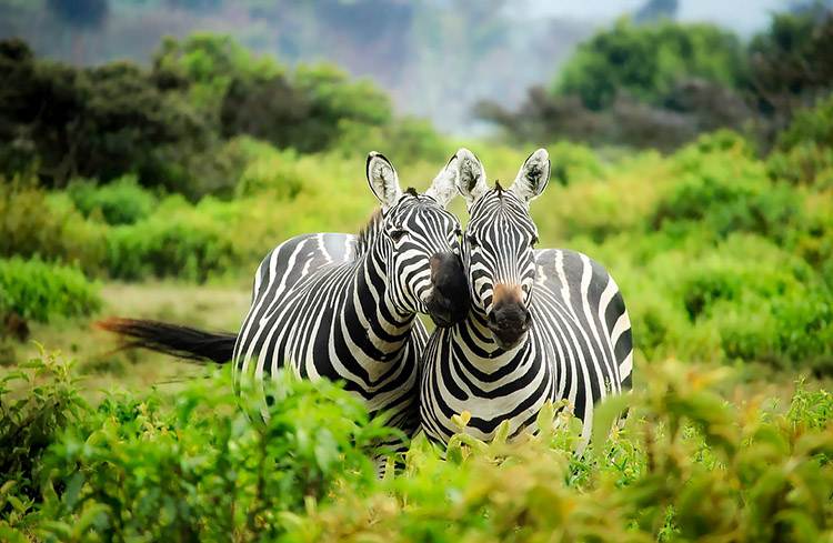 Kenia safari w Kenii Afryka