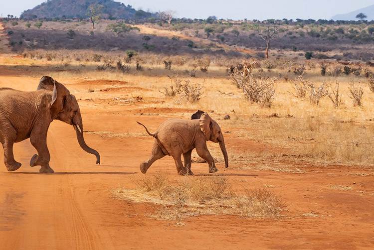 Kenia safari w Kenii Afryka
