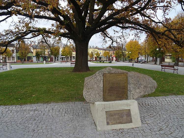 dąb Plac Wolności rynek Głowna woj. łódzkie