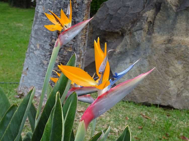 strelicja królewska wyspa Madera ciekawostki atrakcje Madeira